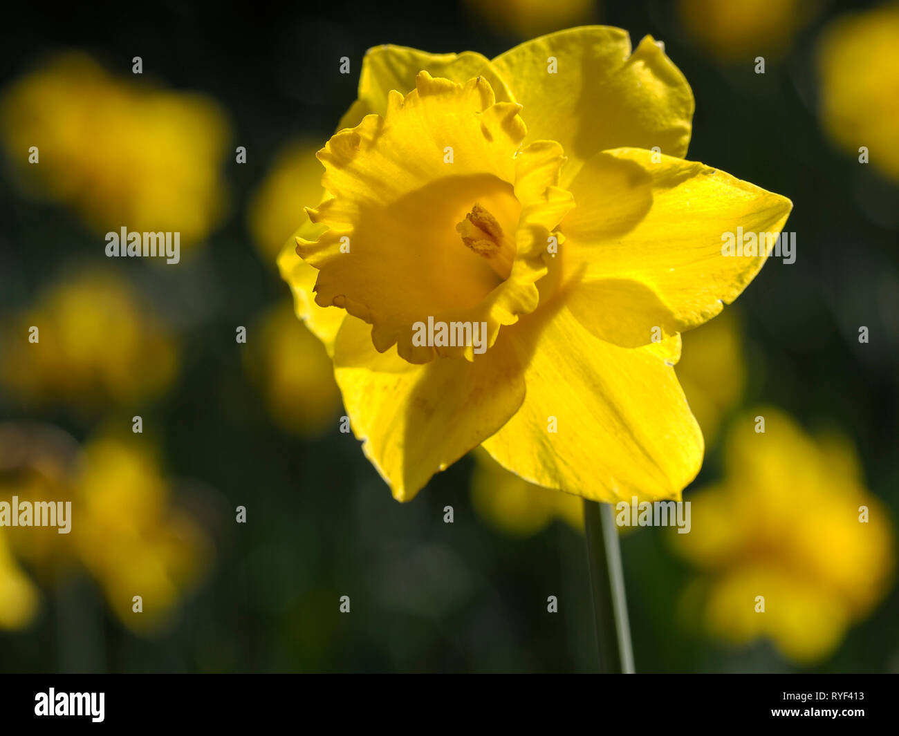 Golden Daffodil flowers Stock Photo Alamy