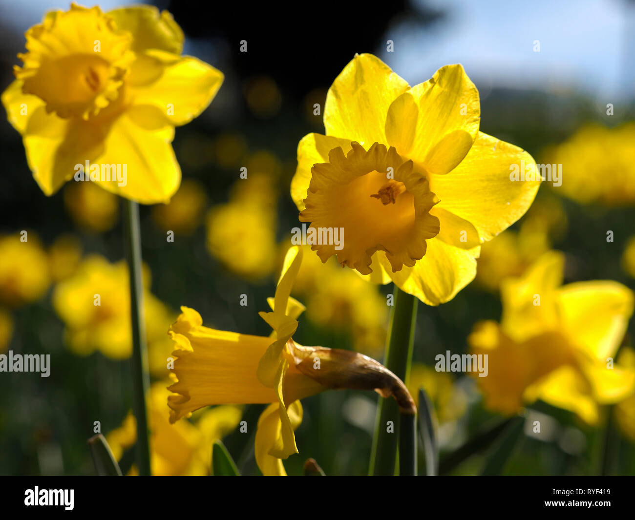 Golden Daffodil flowers Stock Photo Alamy