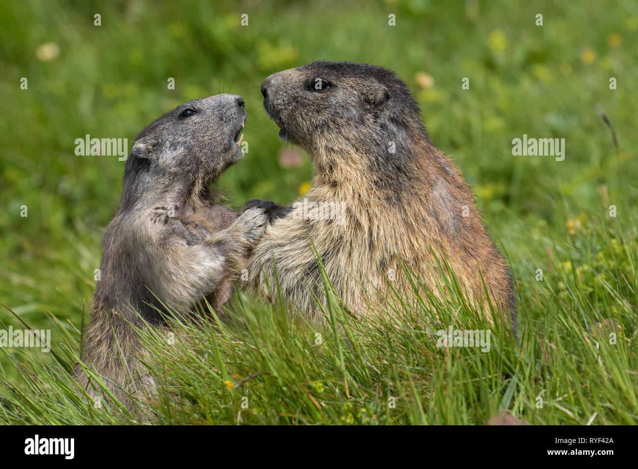 Alpine marmot (Marmota marmota) adult playing with young, Hohe Tauern National Park, Carinthia, Austria Stock Photo