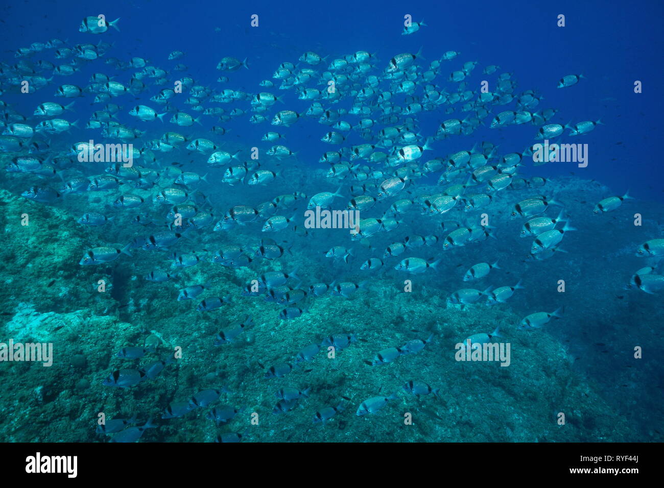 School of fish two banded seabream Diplodus vulgaris underwater in the Mediterranean sea, Medes Islands, Costa Brava, Spain Stock Photo