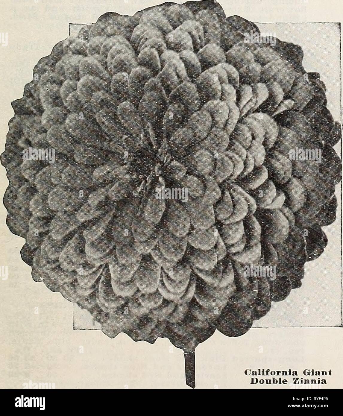 Dreer's wholesale price list for florists : flower seeds plants and bulbs vegetable and lawn grass seeds sundries  dreerswholesalep1934henr 0 Year: 1934  Giant Dahlia-Flowered Zinnia    California Giant Double Zinnias Of strong, robust growth, 3 feet high, with Oz. SI 00 colossal flowers frequently measuring from 5 to 6 inches in diameter. Tr. pkt Grenadier. Rich crimson scarlet $0 25 Miss Willmott. Charming tone of soft but bright rose pink.. . 25 Lemon Queen. Clear primrose.. 25 Orange King. Rich golden orange Purity. Pure white Rose Q,ueen. Rich deep rose. . . . Salmon. Rich salmony rose, e Stock Photo