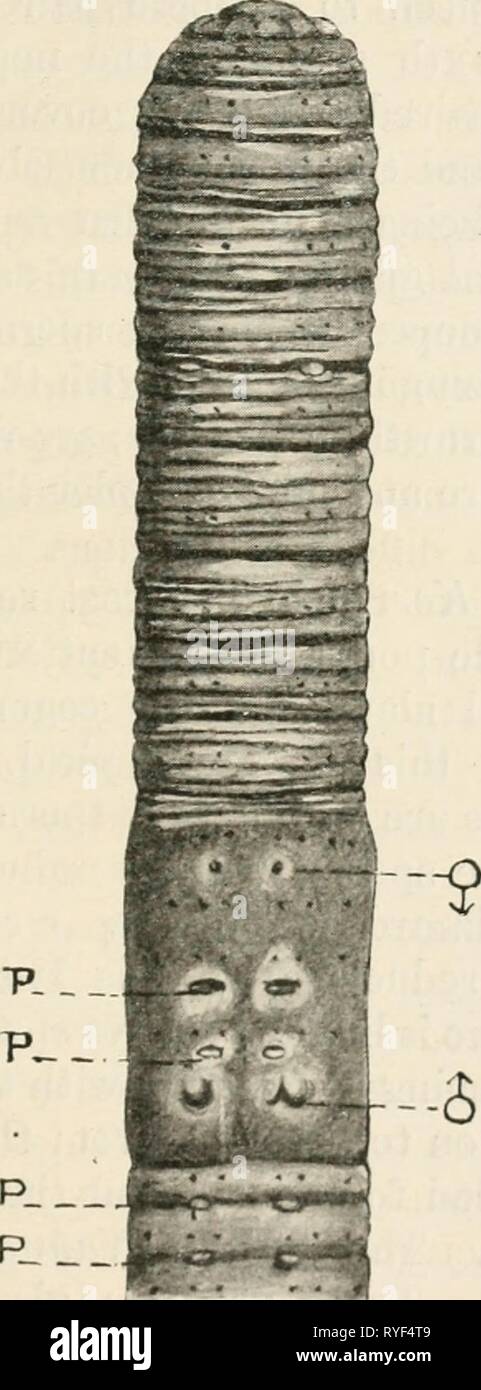 Earthworms and their allies  earthwormstheira00bedduoft Year: 1912  I] STRUCTURAL AND SYSTEMATIC 17    Fig. 8. Ventral view of Eutyphoeus masoni. p papillae, J male pores, ? oviduct pores. ( x 3.) Stock Photo