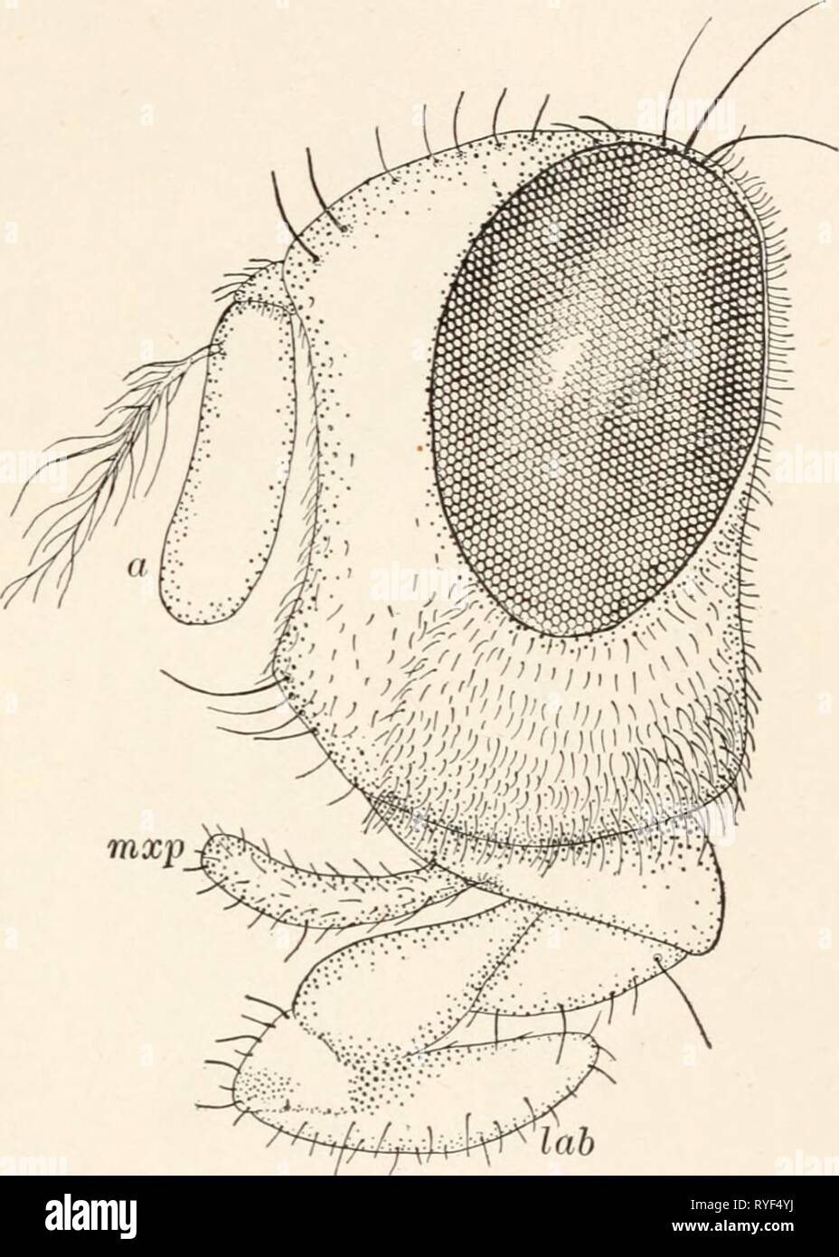 Triangular rostrum hi-res stock photography and images - Alamy