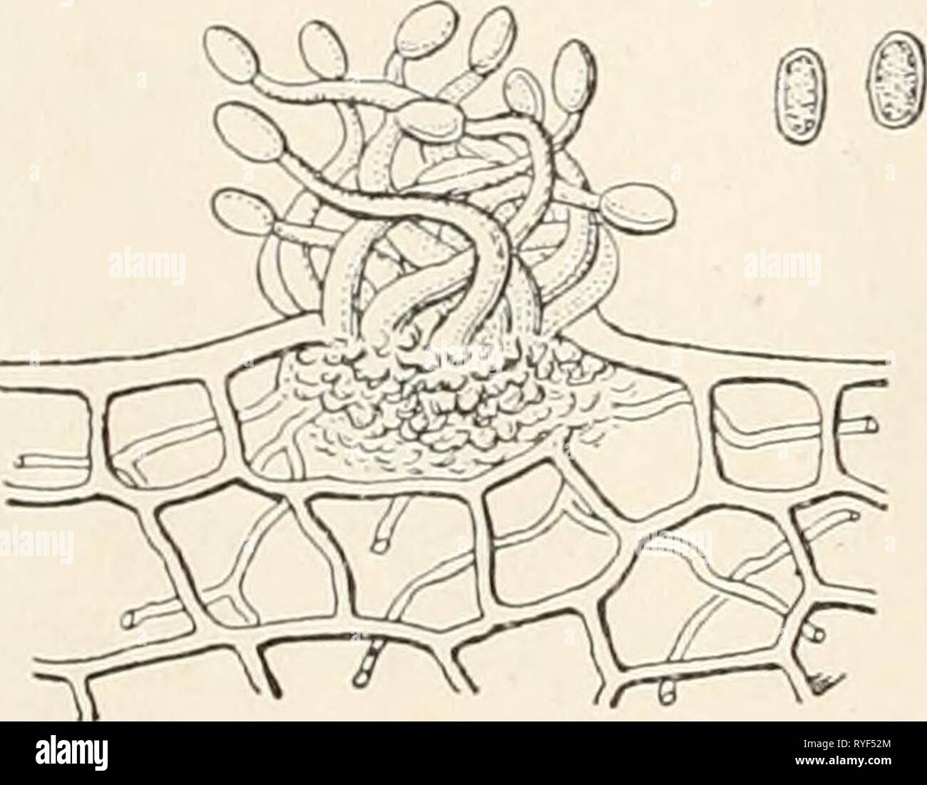 Dr. L. Rabenhorst's Kryptogamen-Flora von Deutschland, Oesterreich und der Schweiz  drlrabenhorstskr0108rabe Year: 1907  16 Y. Opliiocladium Cavara in Zeitschr. f. Pflanzenkr. III, 25 (1893). — Sacc. Syll. XI, 587. Mycel parasitisch im Innern der Nährpflanze. Konidienträger in Büscheln aus den Spaltöffnungen hervorbrechend, schlangen- förmig gekrümmt. Konidien an der Spitze der Träger einzeln ent- stehend, hyalin, ungeteilt. Der Name kommt von Ophis (Schlange) und Klados (Zweig). 16. 0. hordei Cavara in Zeitschr. f. Pflanzenkr. III, 26 (1893), Tab. I, Fig. 9; Atti Ist. Bot. Pavia III, 344 (189 Stock Photo