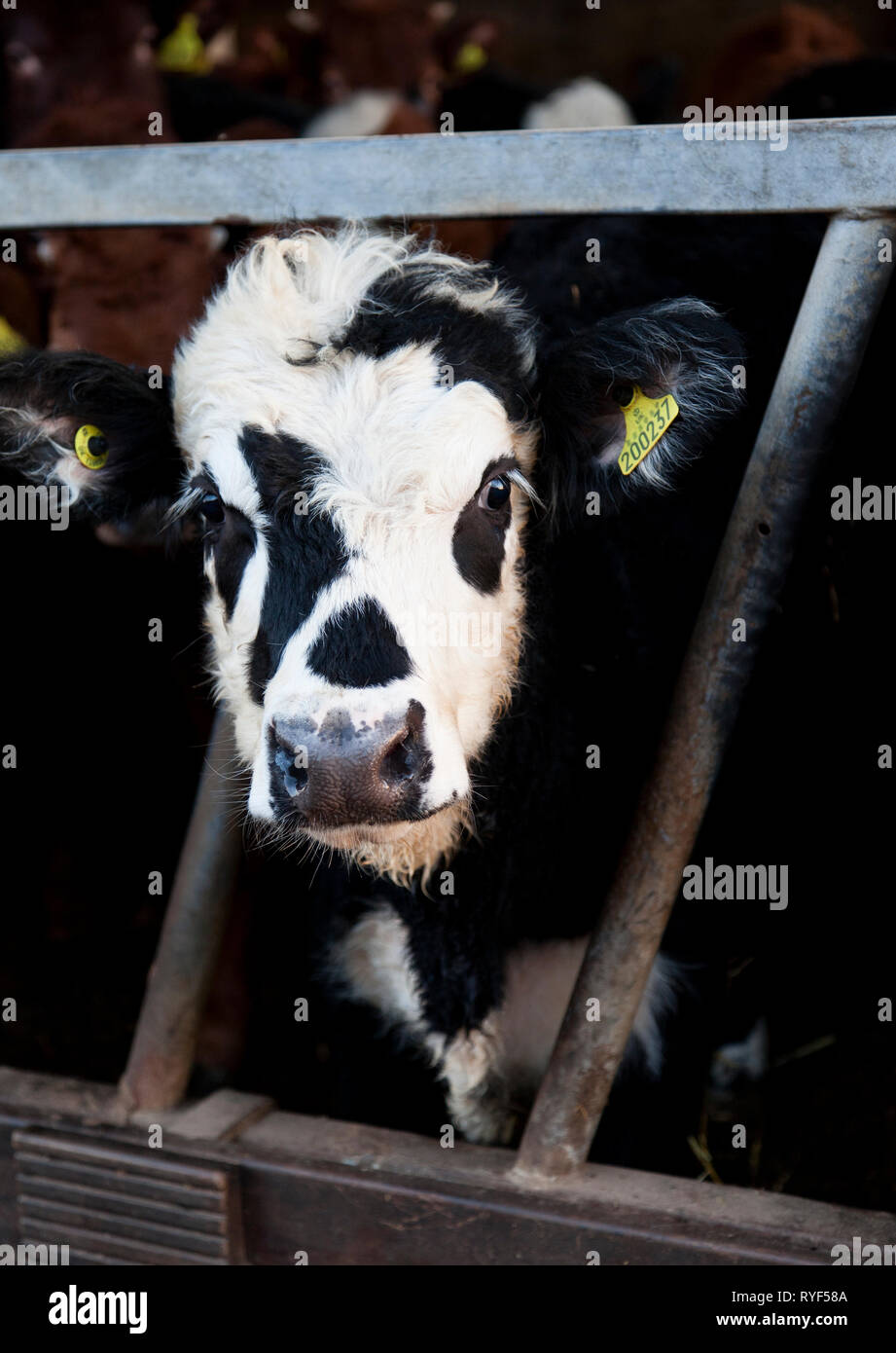 Portrait of a black and white calf Stock Photo - Alamy