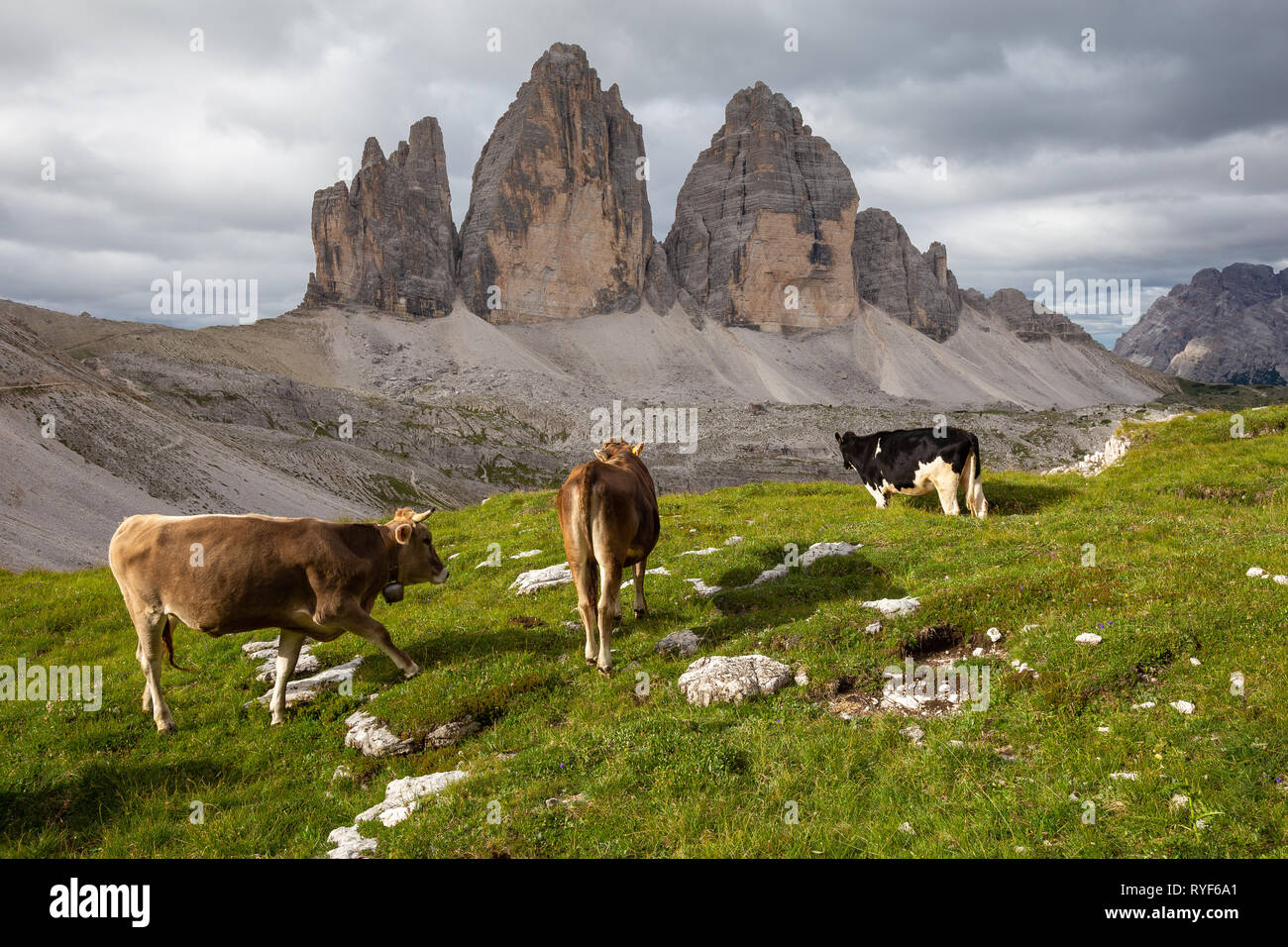 Grazing cows and the Tre Cime di Lavaredo mountain peaks. The Three Peaks Nature Park. Mountain landscape. The Sexten Dolomites. Italian Alps. Europe. Stock Photo