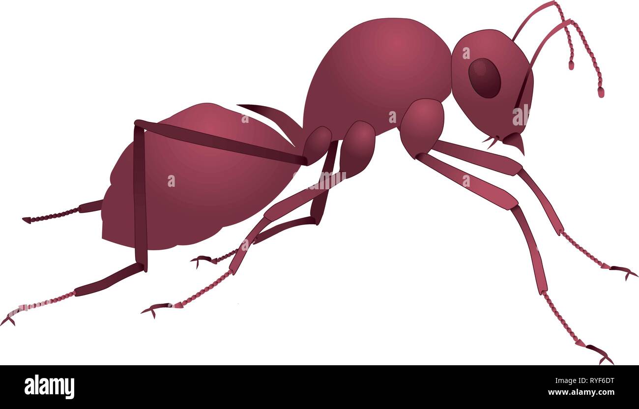 Red ant Stock Vector