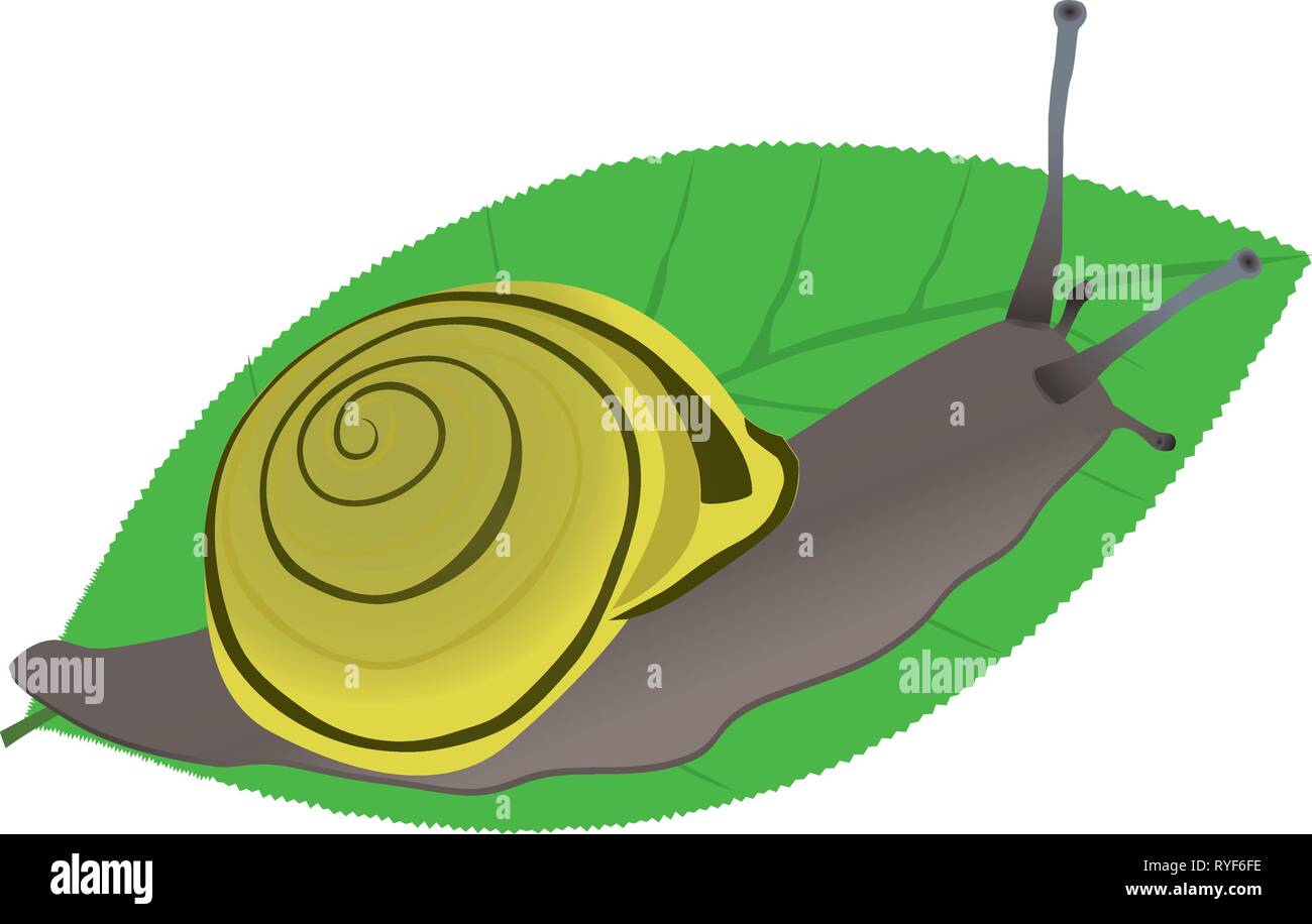 A vector illustration of a grove snail, sitting on a green leaf Stock Vector