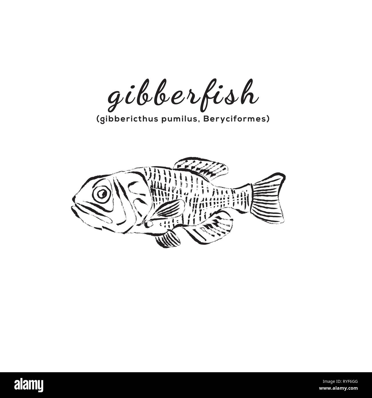 Gibber fish vector illustration Stock Vector