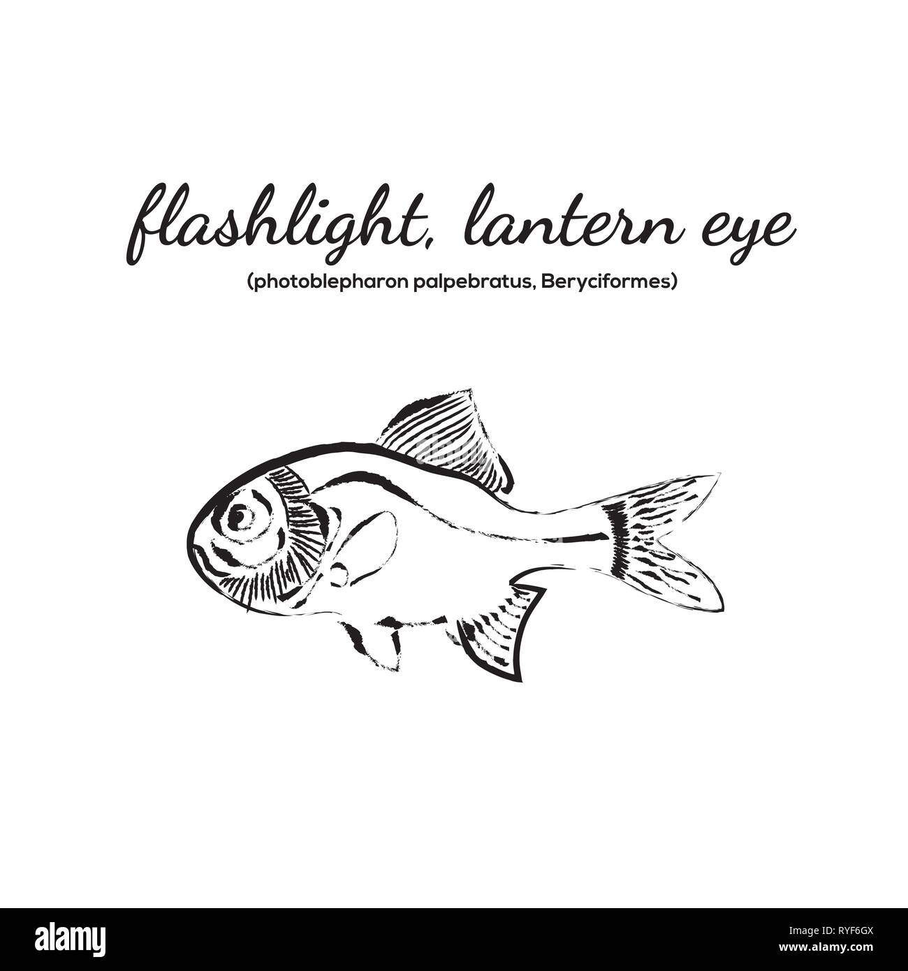 Flashlight fish, lantern eye fish vector illustration Stock Vector