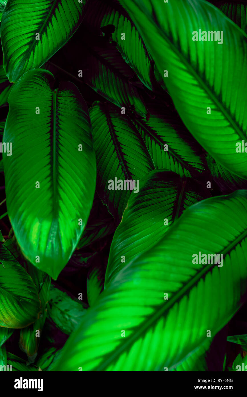 Tropical plant leaves moody background with copy space Stock Photo