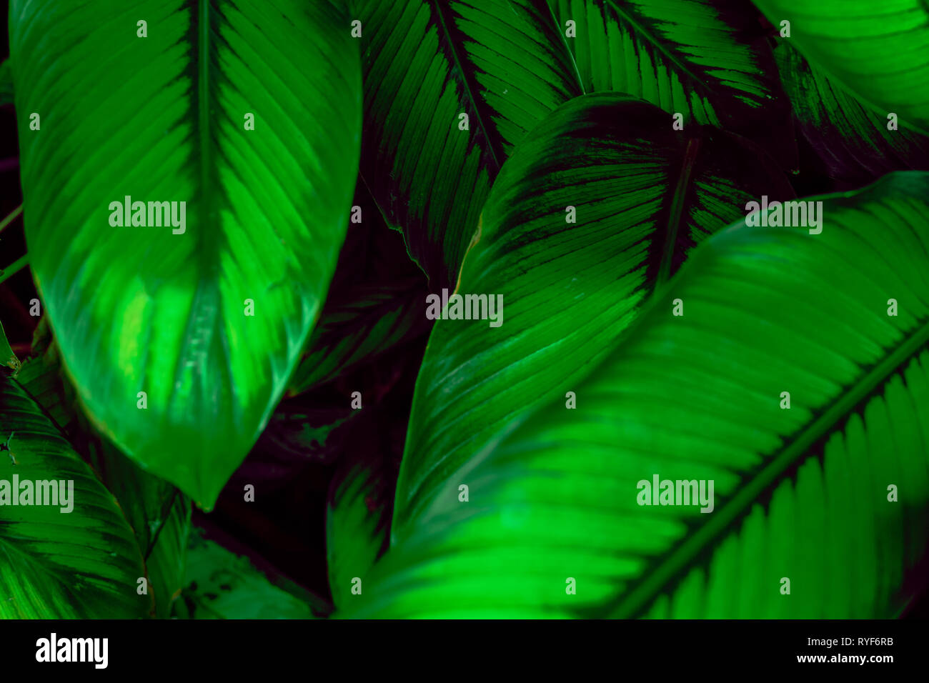 Tropical plant leaves moody background with copy space Stock Photo