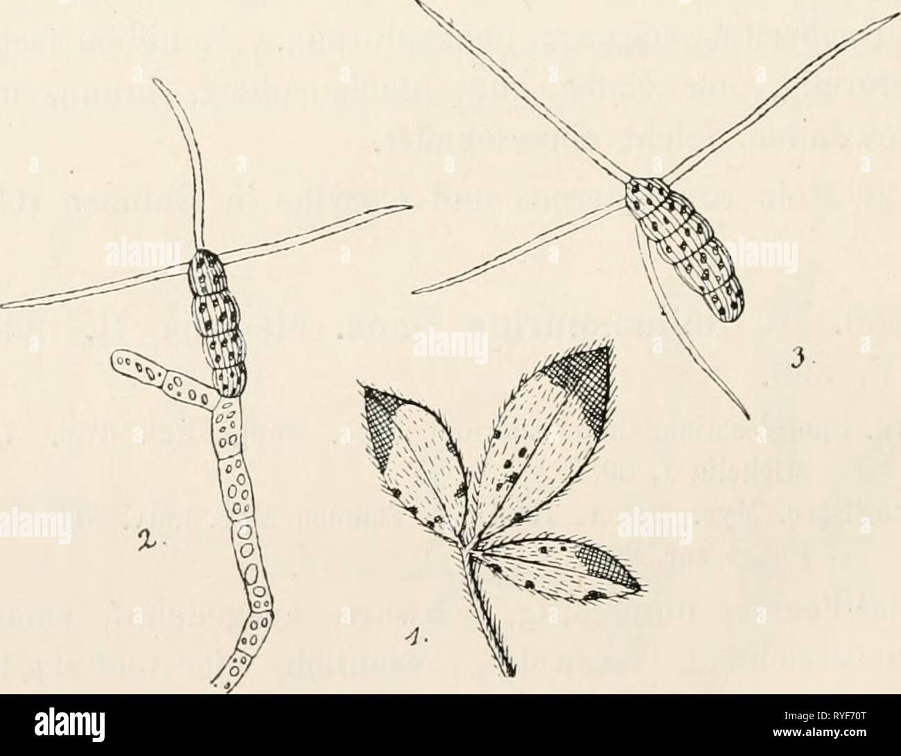 Dr. L. Rabenhorst's Kryptogamen-Flora von Deutschland, Oesterreich und der Schweiz  drlrabenhorstskr0109rabe Year: 1910  Ceratophomm helicos- porum Sacc. Konidien stark vergi*. (Nach Saccardo.) spindelig, braun, mit 2-    Ceratophorum setosum Kirchn. 1. Habitus auf einem Cytisusblatt, uat. Gr., 2. Keimende, 3. ungekeimte Konidie. Stark vergr. (Nach Kirchner.) Stock Photo