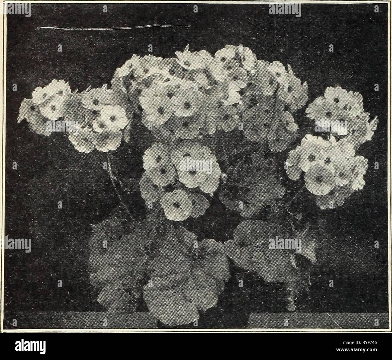Dutch bulbs for spring blooming  dutchbulbsforspr1928wwba Year: 1928  32 Florists' Price List — Fall 1928 — The W. W. Barnard Co., 3942 S. Federal St., Chicago    PRIMULA FRINGED CHINESE PRIMROSES Chiswick Red Rose T. Pkt. Crimson King- True Blue Salmon White Pink Separate Colors....$0.75 Mixed Fringed 0.50 PRIMULA. OBCONICA VARIETIES (Arend's Strain— Grandiflora Alba „ 75 Apple Blossom 75 Kermesina, Crimson „ 75 Rosea 75 Pure White 75 Obconica, mixed 75 Fire Queen 75 Gigantea Apple Blossom 1.00 Kermesina 1.00 Rosea - 1.00 Mixed 1.00 Mueller 1.25 Mohnstein 1.25 Berlin (Grilles Strain) Improved Stock Photo