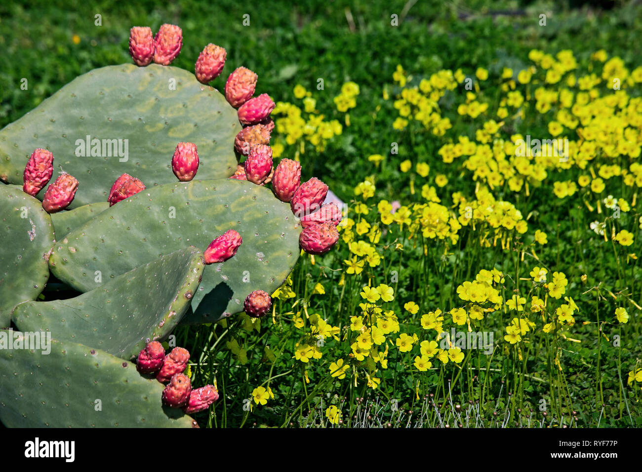 Prickly pears next to the Makrygialos - Goudouras road, municipality of Sitia, South Crete, Greece. Prickly pears are considered a wellness superfood. Stock Photo