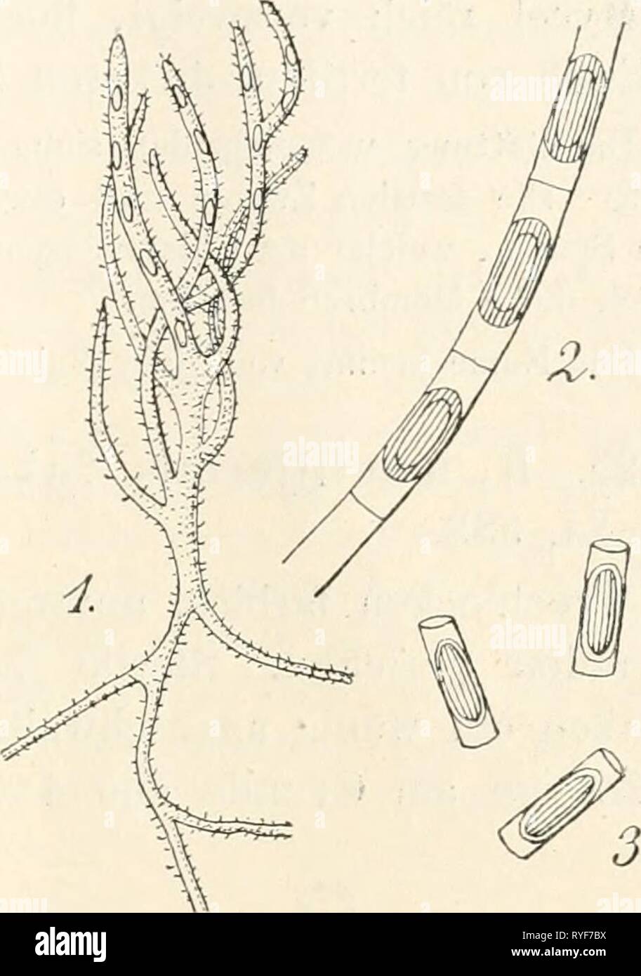 Dr. L. Rabenhorst's Kryptogamen-Flora von Deutschland, Oesterreich und der Schweiz  drlrabenhorstskr0108rabe Year: 1907  23 Auf Lohe in 'Warrahäusern des Amsterdamer Botanischen Gartens (Oiidemans). Sporendonema terrestre Oudemans. 1. Habitusbild, vergrössert. 2. Sporenbildende Art mit jungen Sporen u. vorbezeichneten Bruch- . stellen der Membran. 3. Frei gewordene Sporen. Vergr. 1000. (Nach Oudemans.)    IX. Jlalbraiicliea Sacc. Michelia II, 638 (1882j; Syll.IY,!!. Mycel kriechend, verwebt, ohne Scheidewände (?), hyalin oder lebhaft gefärbt, hier und dort in gekrümmte Aeste auslaufend. Kouidi Stock Photo