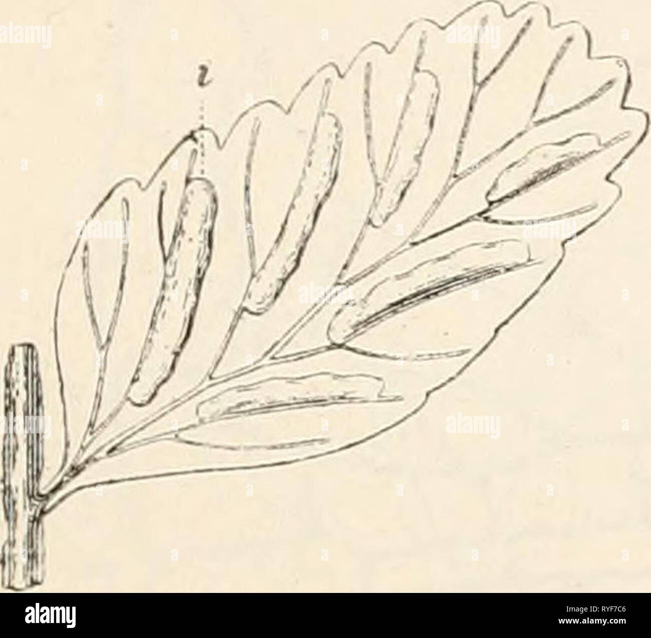 Dr. L. Rabenhorst's Kryptogamen-Flora von Deutschland, Oesterreich und der Schweiz  drlrabenhorstskr03rabe Year: 1889  21 liieren- oder halbkreisförmige SclRipi)e den Sorus von obcni ver- hüllend (oberständi^er Schleier, indusium superuni, — Aspidiuni, Xephrolepis, — Fig. 27, 28), oder der Schleiei- unterhalb des Sorus am Keceptaculum entspringend und sich muscheltorniig über den Sorus biegend (Cystopteris, Onoclea) oder letzteren in Gestalt eines ganzrandigen oder zerschlitzten Bechers stützend (Hymenophyllaceen, Cyathea, Woodsia^ oder gar zu einem den Fig. Fig. 25. Stock Photo