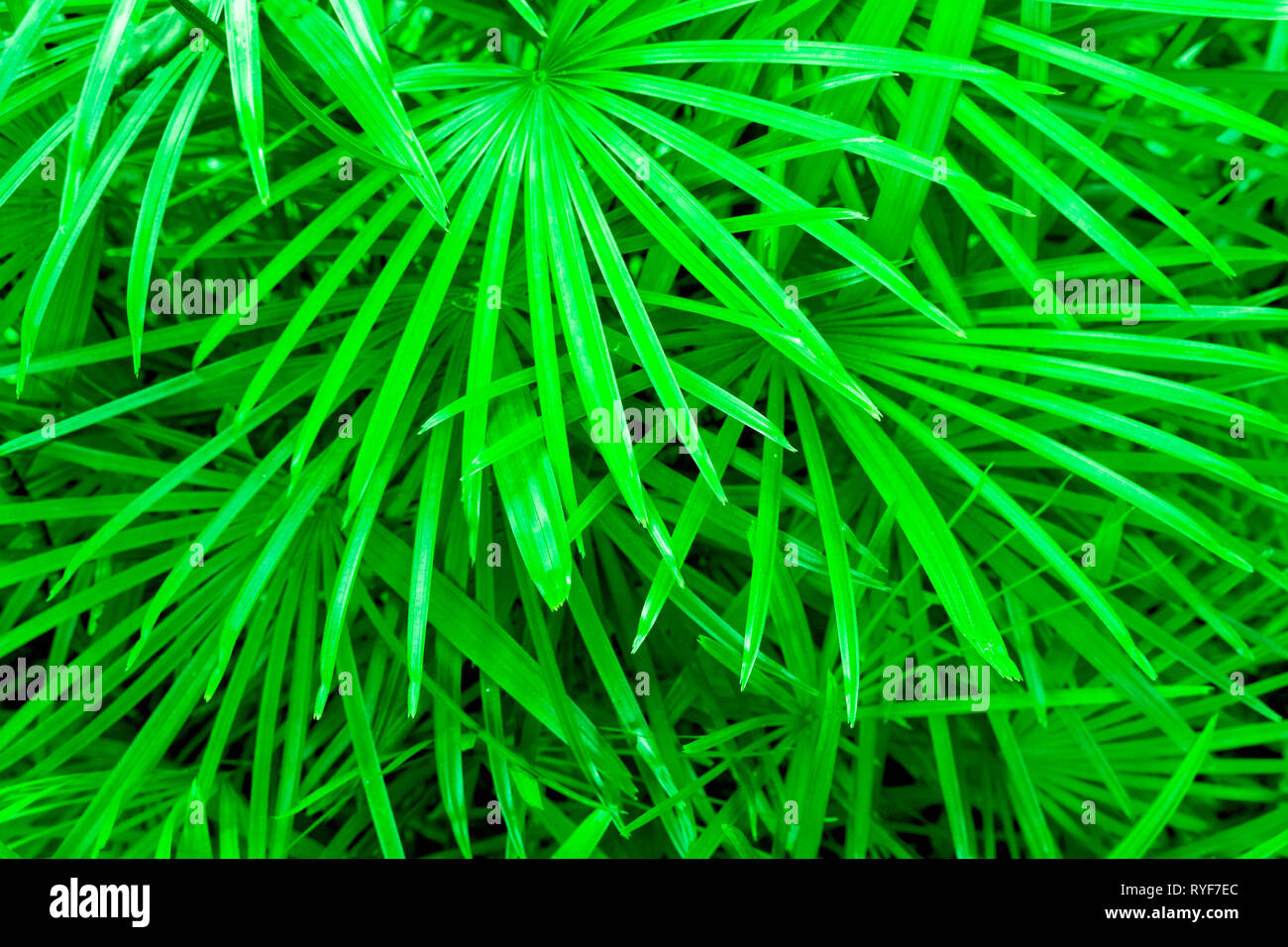 Livistona australis or cabbage-tree palm leaves background in UFO green color Stock Photo