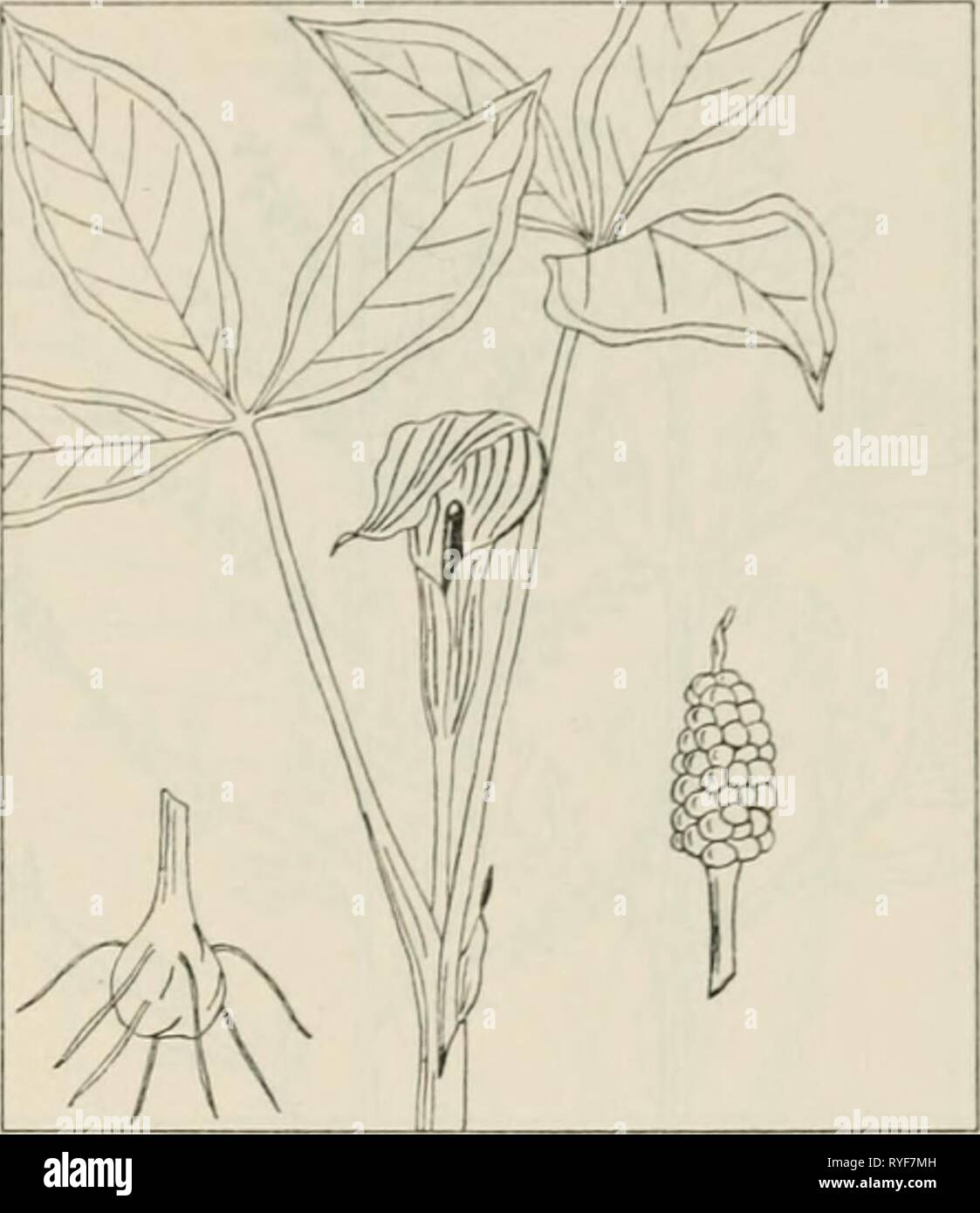 The drug plants of Illinois  drugplantsofilli44teho Year: 1951  Tehon THE DRUG PLANTS OF ILLINOIS 25 ARISAEMA TRIPHYLLUM (L.) Schott. Indian turnip, Jack-in-the-pul- pit. Araceae.—An herb 8 inches to 3 feet tall, perennial; corm turnip-shaped, wrinkled, intensely acrid; leaves mostly 2, compound; leaflets 3, veiny, elliptical ovate; petioles tall, sheathing the flower stalk; flowers minute, crowded at the base of a club-shaped spadix, the latter inclosed by a hoodlike and tubular, variegated, more or less colored spathe; fruit a scarlet, 1- to 5-seeded berry. The corm collected in summer or au Stock Photo