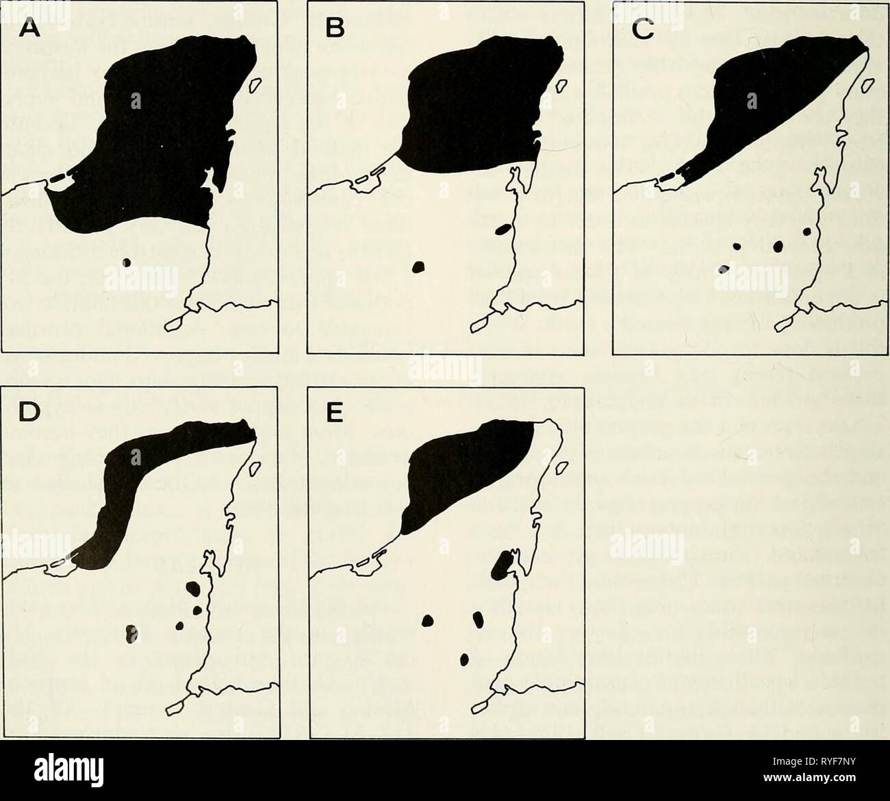 An ecogeographic analysis of the herpetofauna of the Yucatan Peninsula  ecogeographicana00leej Year: 1980  32 MISCELLANEOUS PUBLICATION MUSEUM OF NATURAL HISTORY sula is certainly no surprise; indeed, it is the absence of some such species (e.g. Coniophanes picevittis) that is note- worthy. The origin of this portion of the peninsular herpetofauna thus involves the larger question of the origins of the Middle American herpetofauna, a sub- ject treated at length by Savage (1966). Primarily on the basis of modem distri- bution patterns. Savage (1966) charac- terized the genera of Middle American Stock Photo
