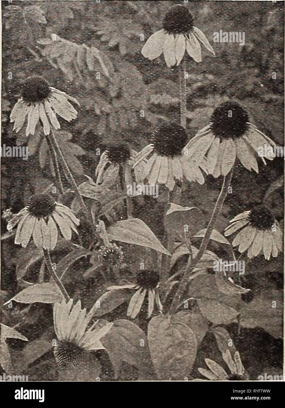 Dreer's wholesale price list for florists : flower seeds plants and bulbs vegetable and lawn grass seeds sundries  dreerswholesalep1934henr 0 Year: 1934  Rosemary (Rosmarinus) Pyrethrum Hybridum Perennial Primulas (Hardy primrose) Tr. pkt. Oz. Auricula. Choice mixed.  oz., $1.25 SO 50 Polyanthus Invincible Giant. A grand strain of strong vigorous habit, large flowers of wonderful coloring 50 $6 00 ' Giant Munstead Strain. Ex- tra large flowers in white and yellow 50 5 00 ' English Mixed. A very good grade saved from a fine strain containing all colors 40 2 50 Japonica (Japanese Primrose). Brig Stock Photo