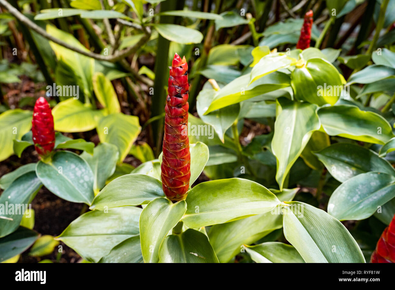 Red Button Ginger (costus or spiral gingers) Flowers Stock Photo