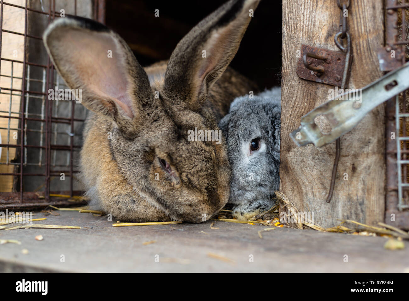 A close-up shot of a breeding rabbit standing in front of a wooden cage ...