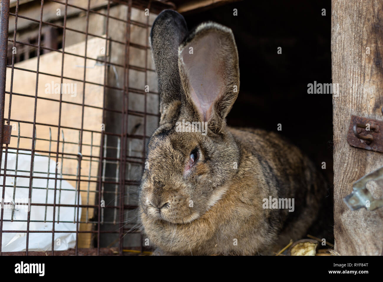 A close-up shot of a breeding rabbit standing in front of a wooden cage. Stock Photo