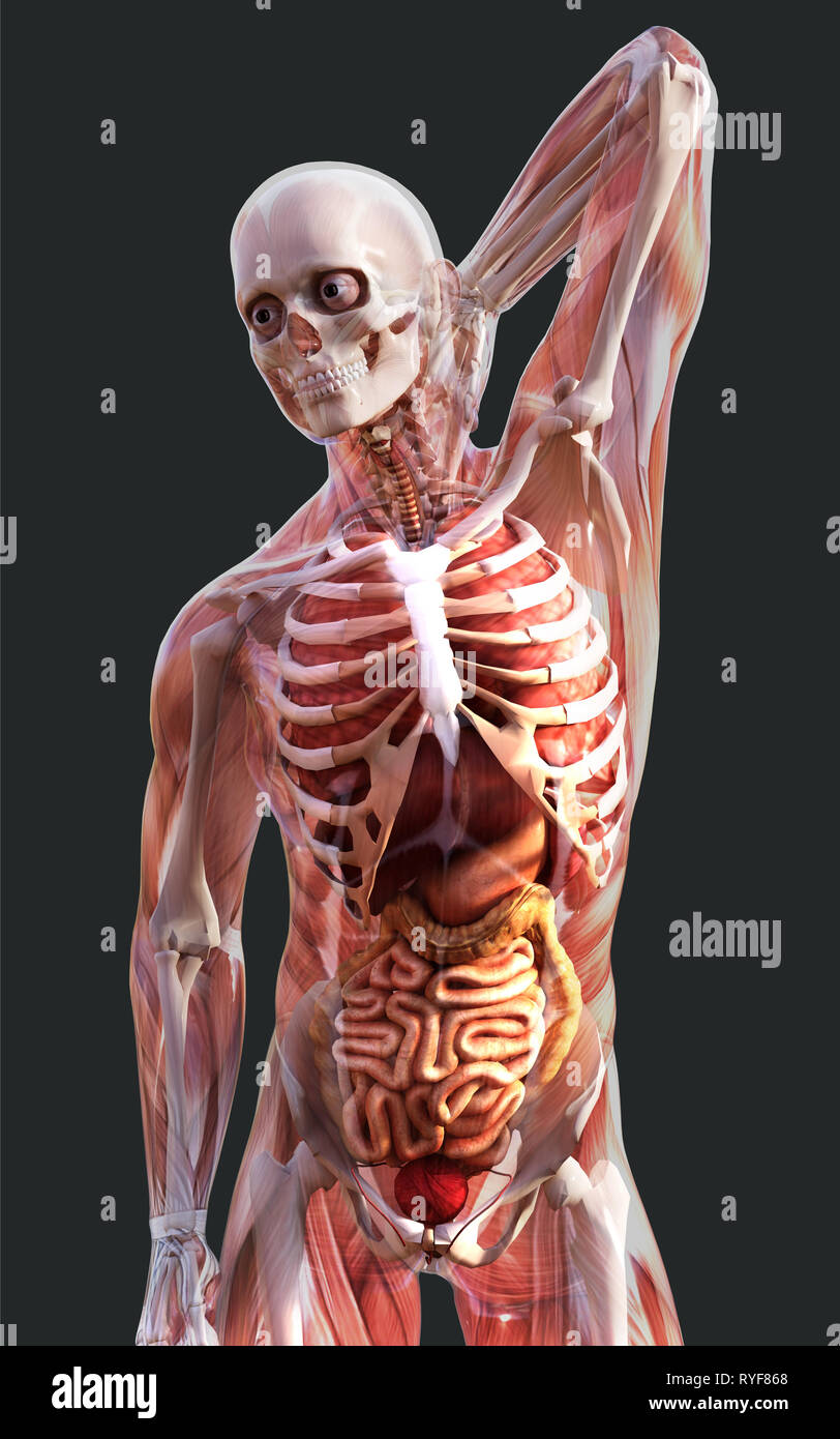 3d Illustration of a Human Skeleton Muscle System, Bone and Digestive System with Clipping Path Stock Photo