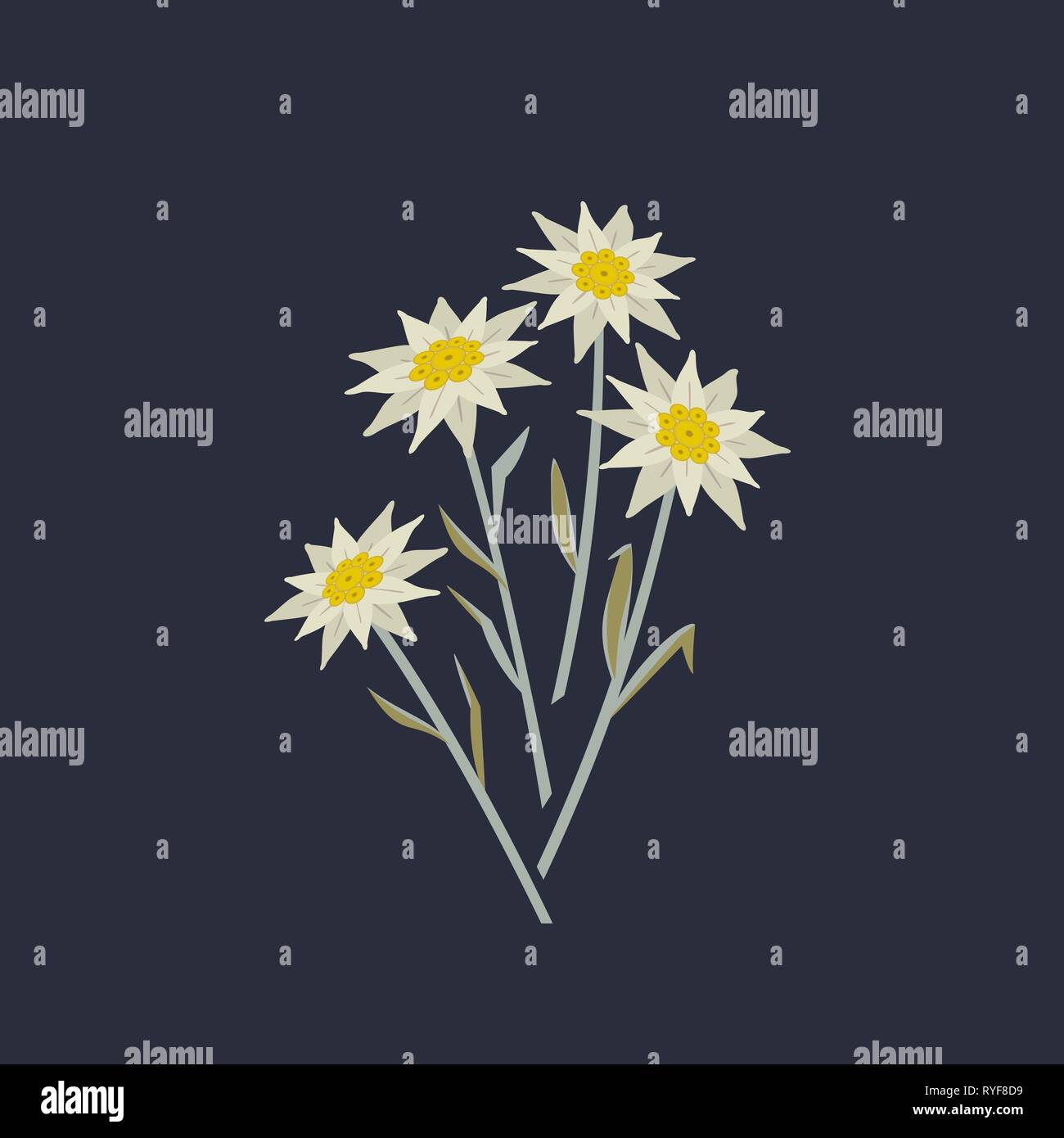 Hand drawn edelweiss flowers icon. Stock Vector