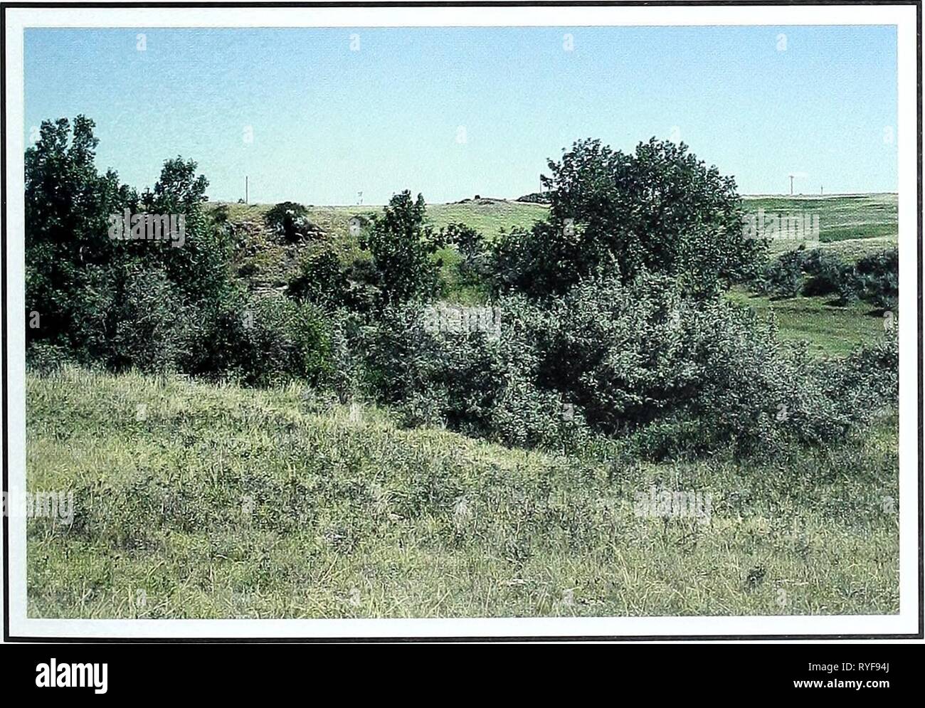 Eighty years of vegetation and landscape changes in the Northern Great Plains : a photographic record  eightyyearsofveg45klem Year: 2001  Fryburg, North Dakota Location Billings Co., ND; Sec. 8, R. 100 W., T. 139 N.; GPS-UTM 5191148 N, 627345 E. About 1.3 miles west-southwest of Fryburg. From Medora, South Dakota, travel 13 miles east on U.S. Interstate 94. Take Exit 36 and turn right (south). Continue through Fryburg to 'T' in road, located about 0.4 mile south of town. Turn right (west) onto Sully Creek Road and travel 1.3 miles. Photopoint is in a swale about 50 yards north of the road. Des Stock Photo