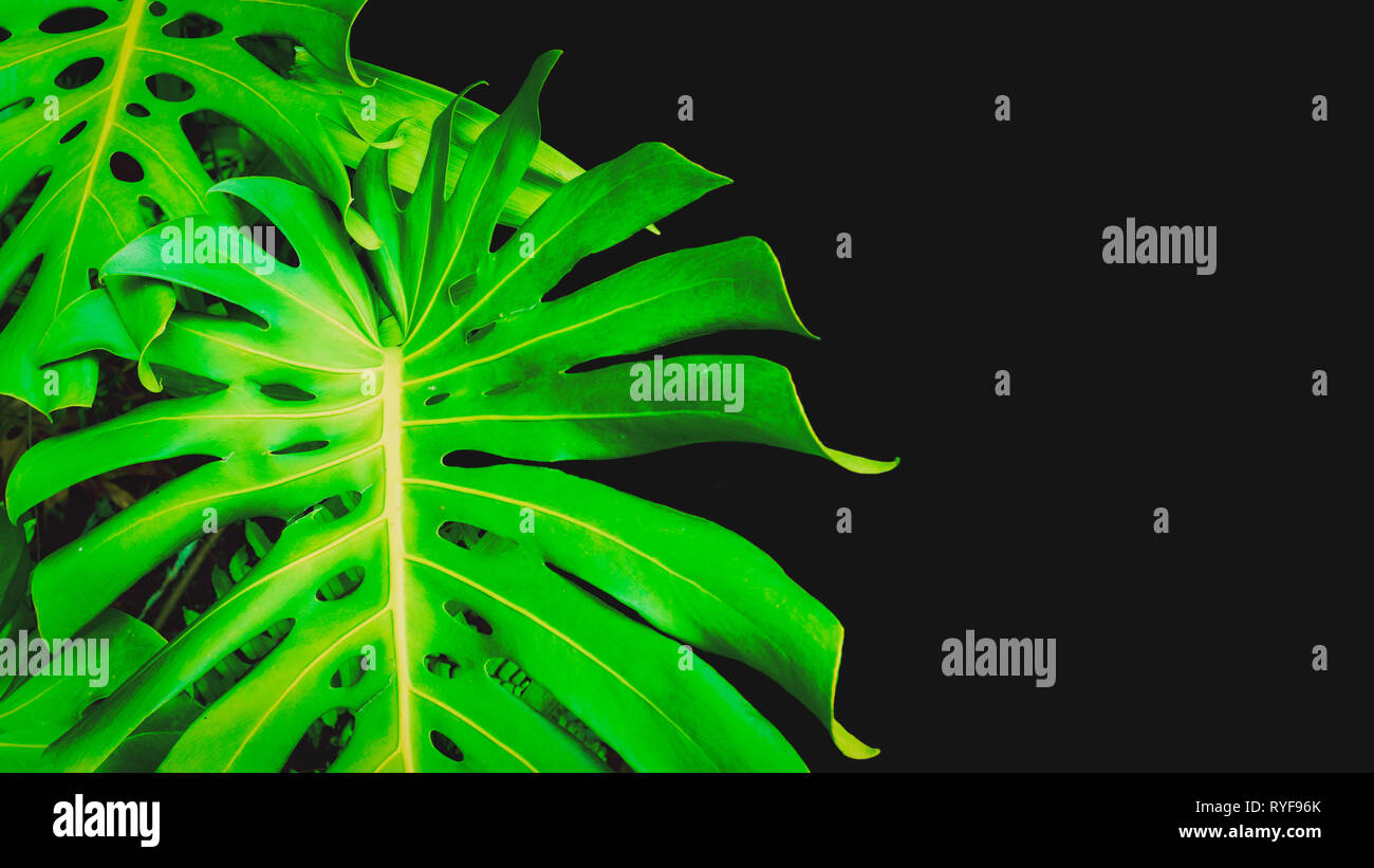 Philodendron monstera obliqua (Monstera deliciosa, the ceriman or swiss