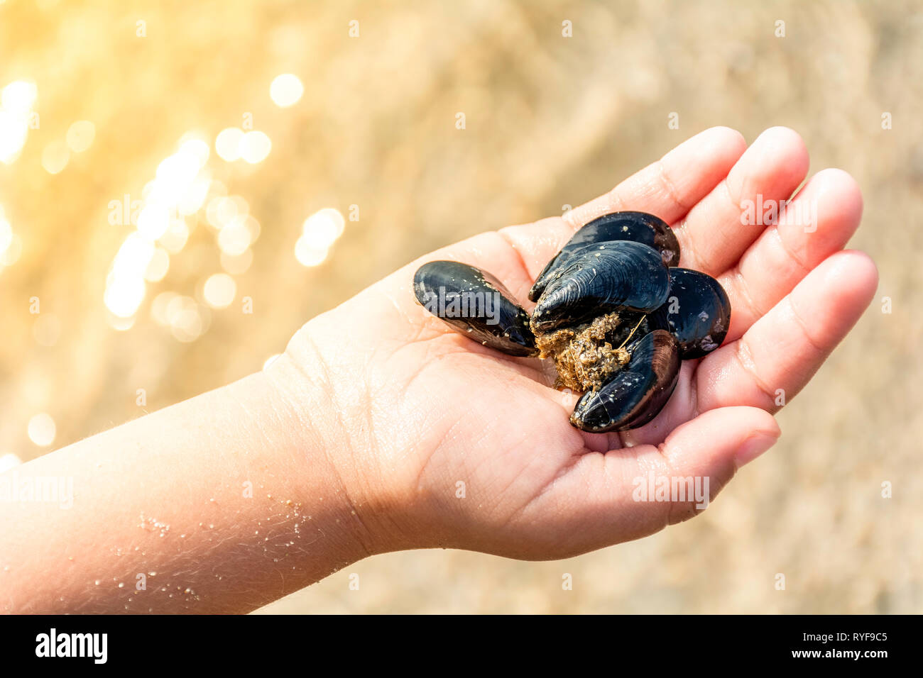 Close up of child holding fresh Black Mussels in hands - Black Mussels in childrens hand diagonal - Hands holding mussels shallow focus Stock Photo