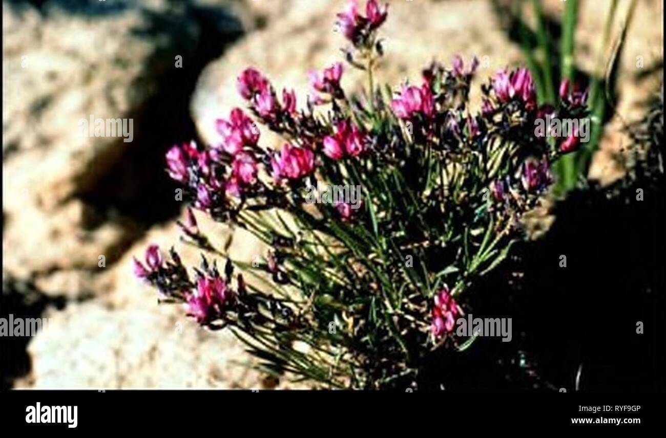 Plant species of concern and plant associations of Powder River county
