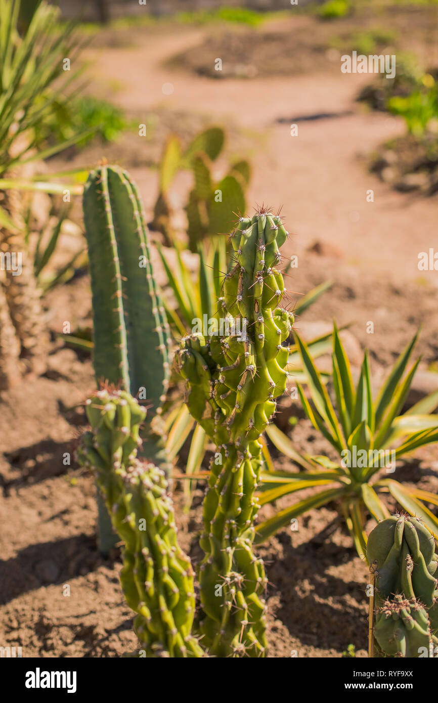 Closeup green cactus with needles pattern on sand background. Big cactus in  garden or park. beautiful cactus with needles in a land. prickly pear Stock  Photo - Alamy