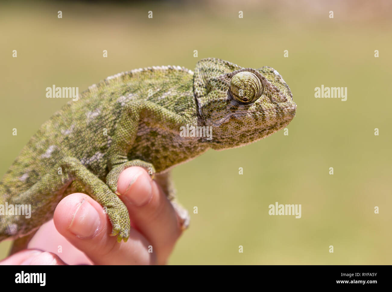 Hand holding a green chameleon Stock Photo