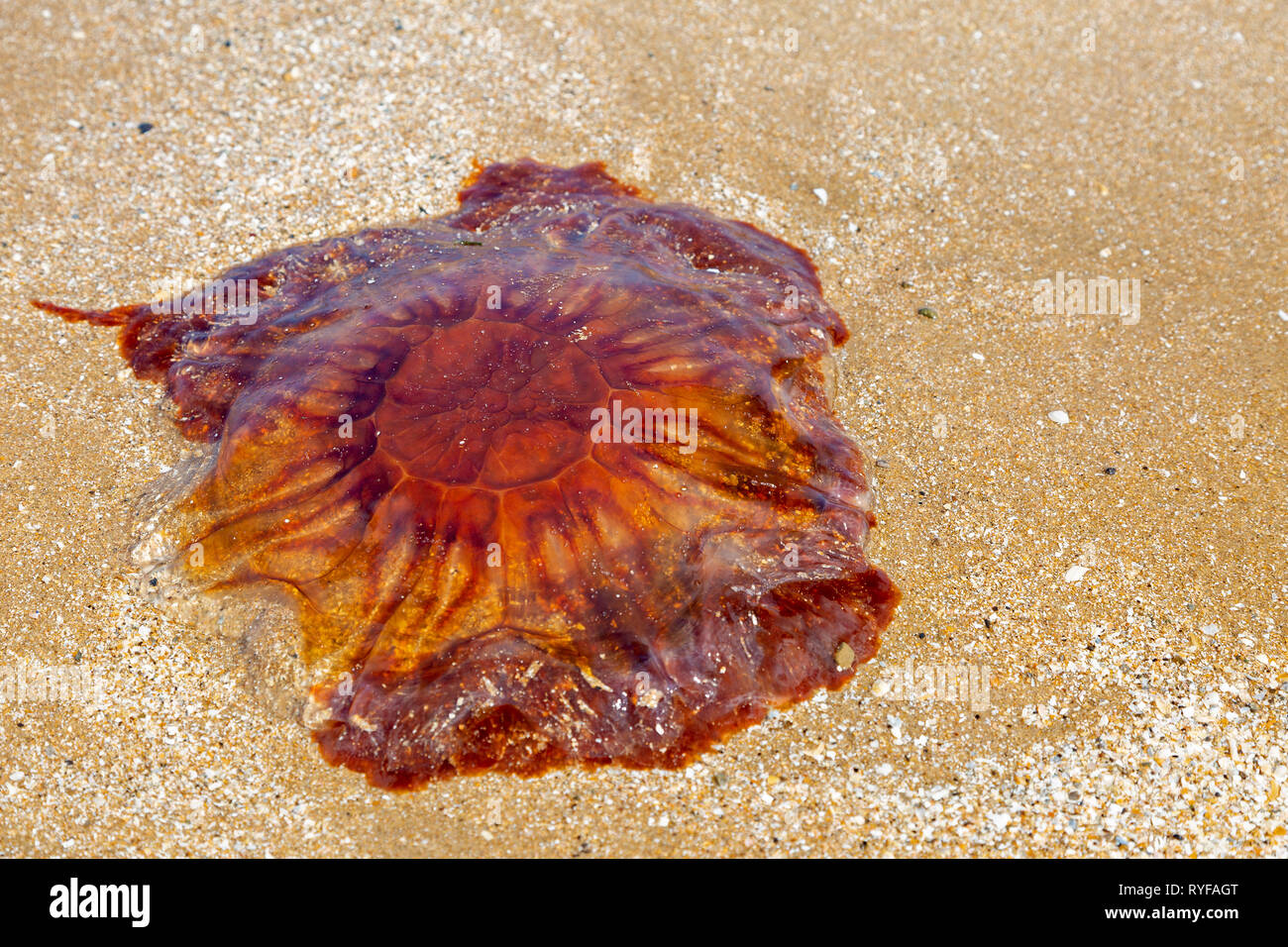 Lions mane jellyfish stranded on a beach in North Wales UK Stock Photo