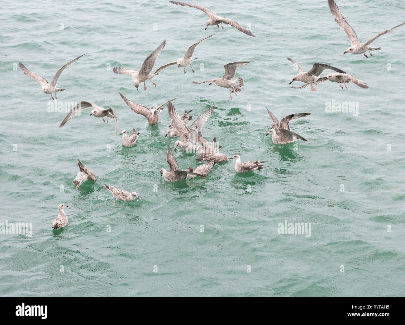 Group of young gulls fighting over food scraps Stock Photo