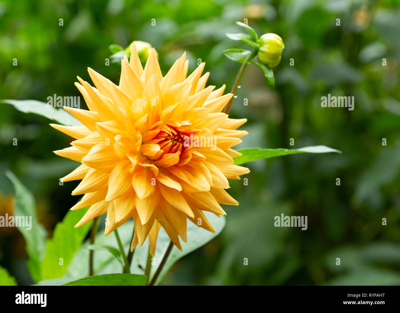 Beautiful orange dahlia flower Stock Photo