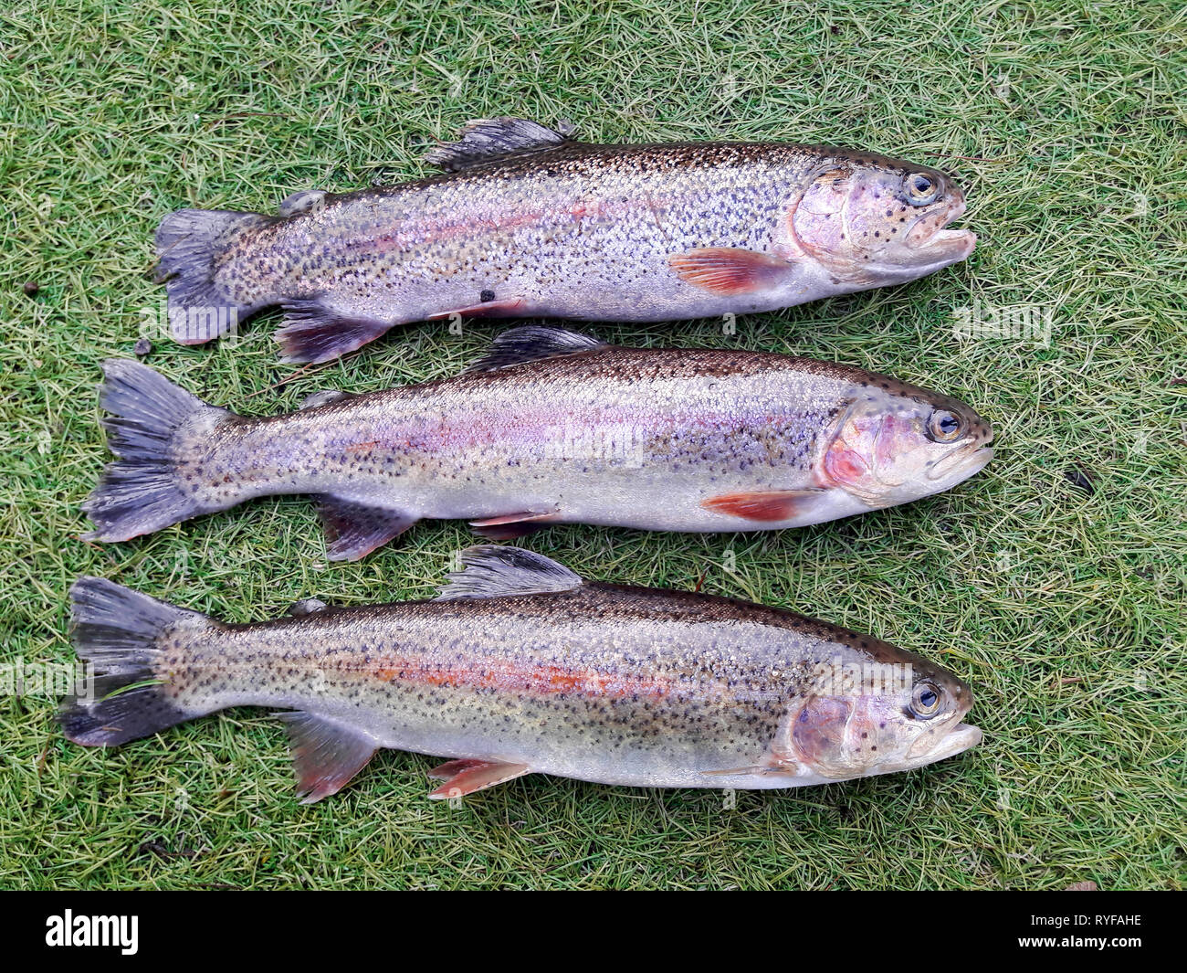 Three fresh caught rainbow trout Stock Photo