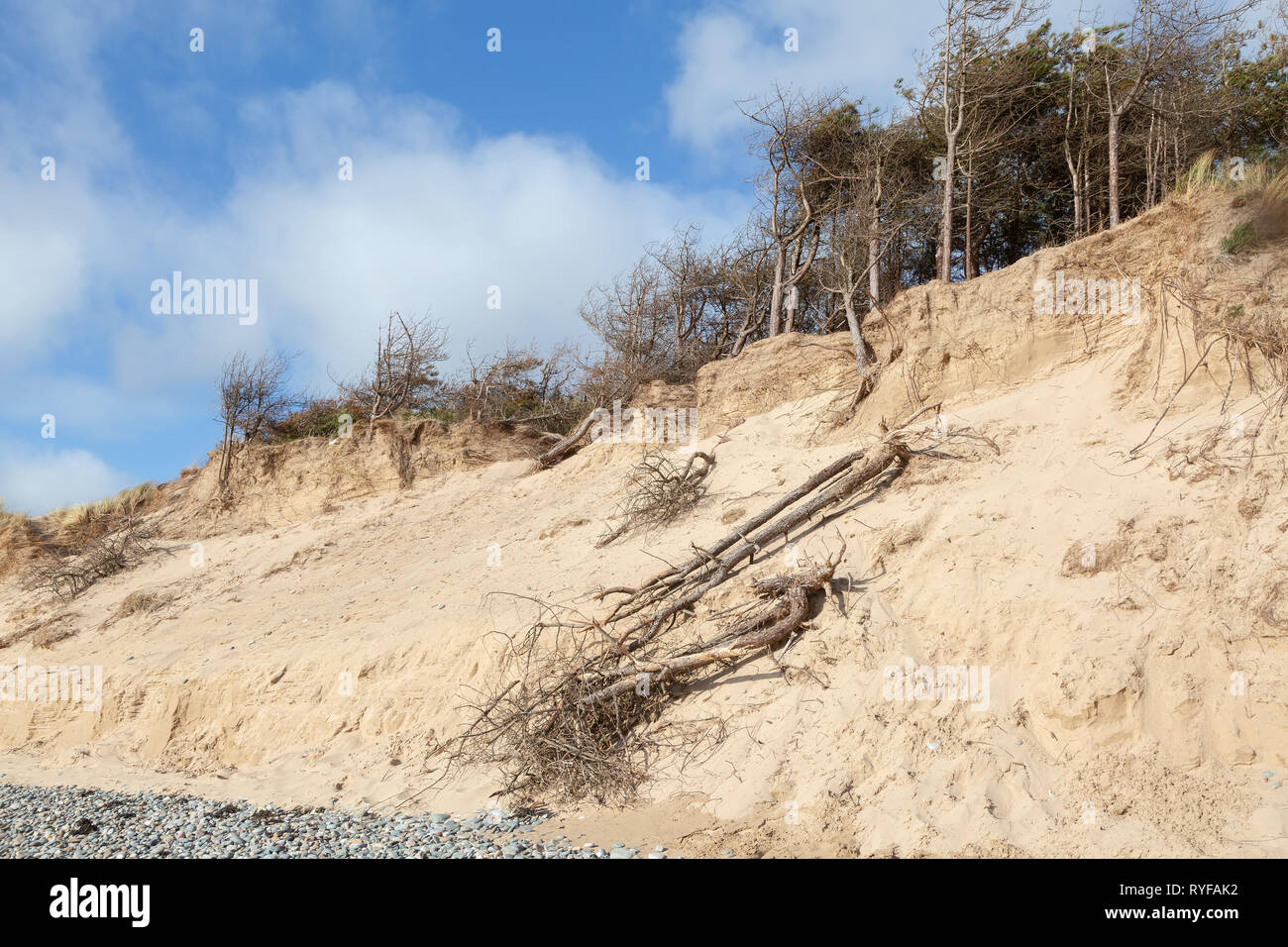 Dead pine trees and high sand dunes at Newborough in Anglesey North Wales Stock Photo