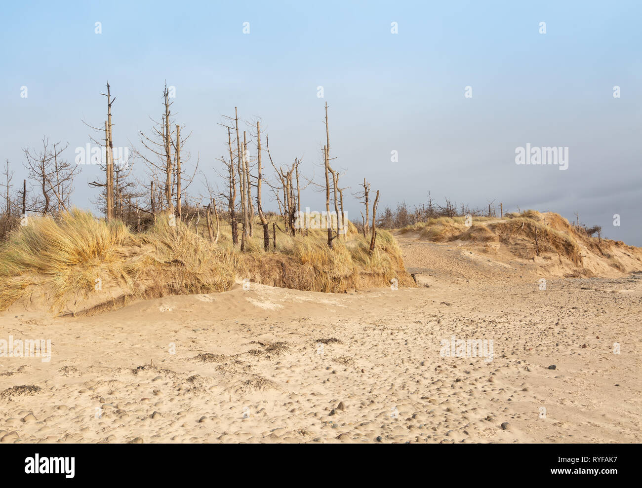 Dead pine trees and sand dunes at newborough in Anglesey North Wales Stock Photo