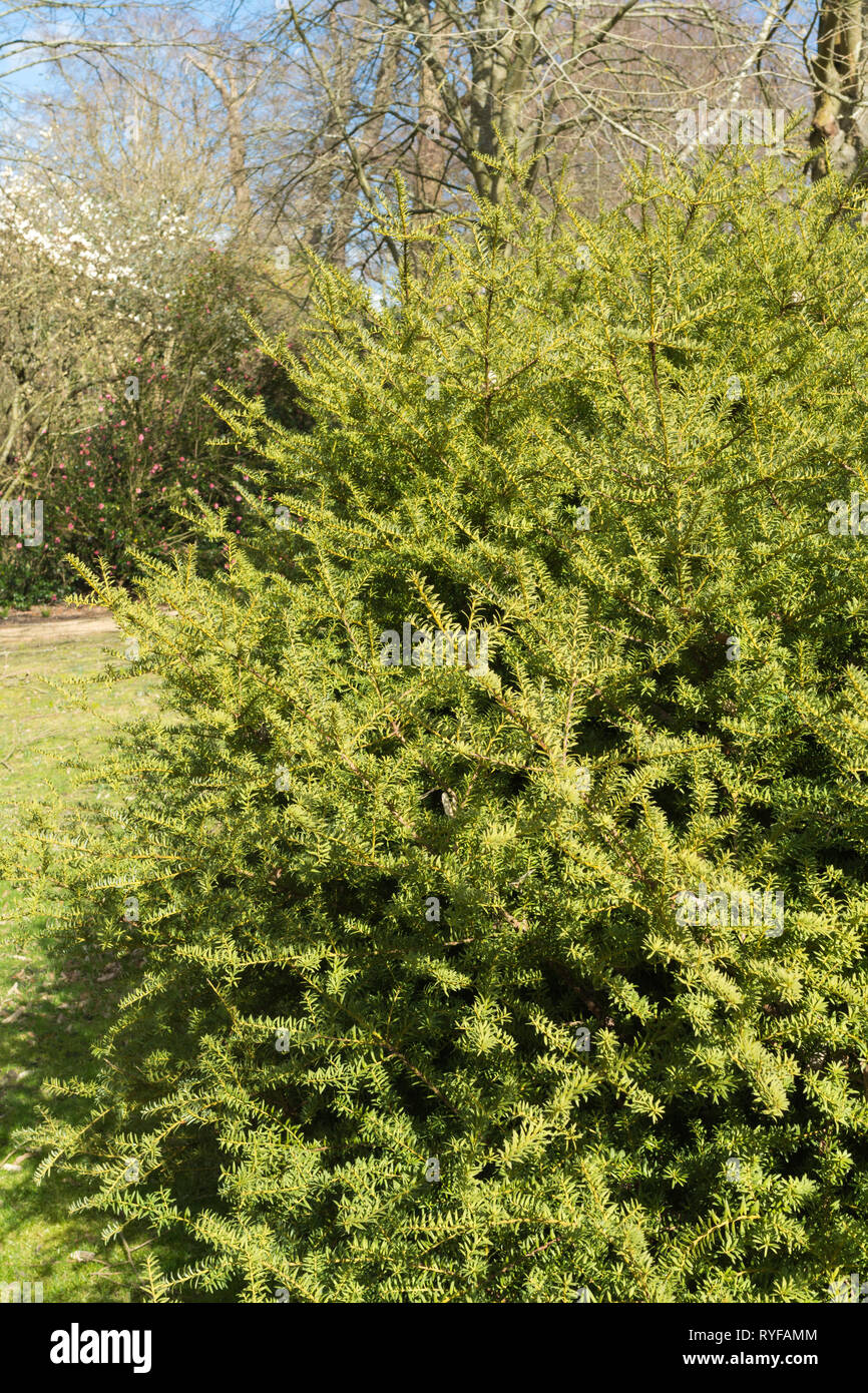 Podocarpus hallii x nivalis, a New Zealand podocarpus hybrid shrub Stock  Photo - Alamy