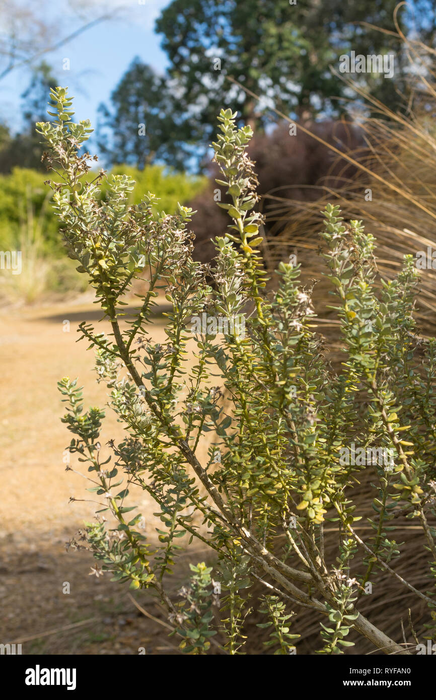 Olearia moschata also called musky tree daisy or incense plant, a New Zealand enemic shrub Stock Photo