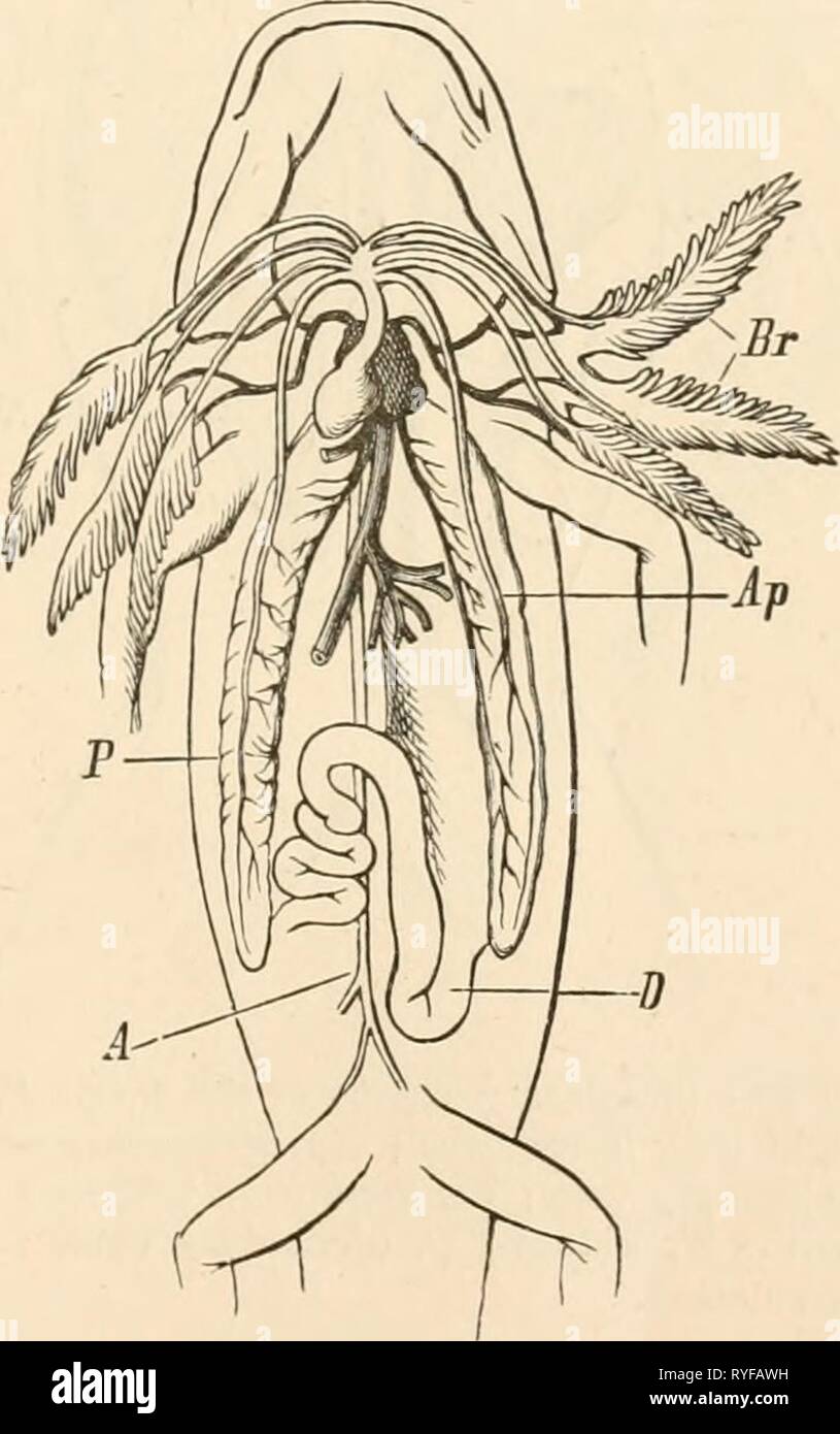 Elementary text-book of zoology  elementarytextbo0101clau Year: 1884  FIG. 57.—Diagram of the circulatory organs of an osseous fish. V, ventricle ; Sa, aortic bulb with the arterial arches which carry the venous blood to the gills; Ao, dorsal aorta into which open the vessels from the gills or branchial veins Ab. N, kidney; D, alimen- tary canal; L/C, portal circulation.    FIG. 58.—Gills (Sr) and pulmonary sacs (P) of a perennibranchiate amphibian. Ap, pulmonary artery proceeding from the posterior of the four aortic arches. The other three lead to the three pairs of gills ; D, alimentary tra Stock Photo