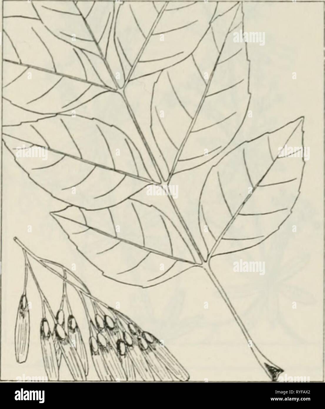 The drug plants of Illinois  drugplantsofilli44teho Year: 1951  Tehon THE DRUG PLANTS OF ILLINOIS 57 FRAXINUS AMERICANA L. White ash. Oleaceae.—A moderate to large tree 60 to 80 feet tall; bark of the trunk gray to dark brown, furrowed, thick; branchlets gray to brown; leaves large, odd-pinnately compound, opposite; leaf- lets thin, dark green, pointed, ovate, den- tate, 5 to 9, usually 7, in number; flowers inconspicuous; fruit an oblong, narrow 'key' 1 to 2 inches long, with a long, membranous wing. The inner bark of trunk and root col- lected. Common in woods on uplands, bottomlands, and st Stock Photo