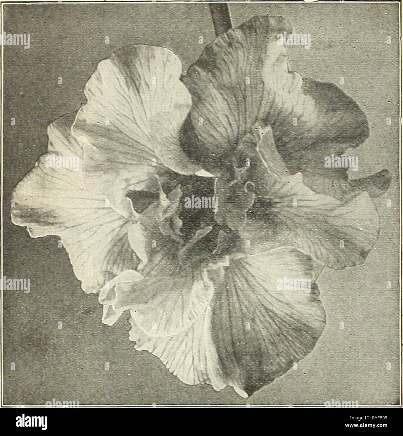 Dreer's wholesale price list : flower seeds for florists plants for florists bulbs for florists vegetable seeds sundries for florists  dreerswholesalep1927henr Year: 1927  64 HENRY A. DREER, PHILADELPHIA, PA., WHOLESALE PRICE LIST    Japanese Iris Dreer's Imperial Japanese Iris ]Vo. Order by name or nninber 3. Kosni-no-iro. Violet-blue veined with white; 6 petals. 4. Ifomo-no-niui. A fine free flowering creamy white; 6 petals. 5. Koki-no-iro. Light violet-purple with white : veins; 6 petals., 26. TTcliiu. Rich crimson-purple, veined white; 6 petals. 31. Rinho. Eich lively purple with white vei Stock Photo