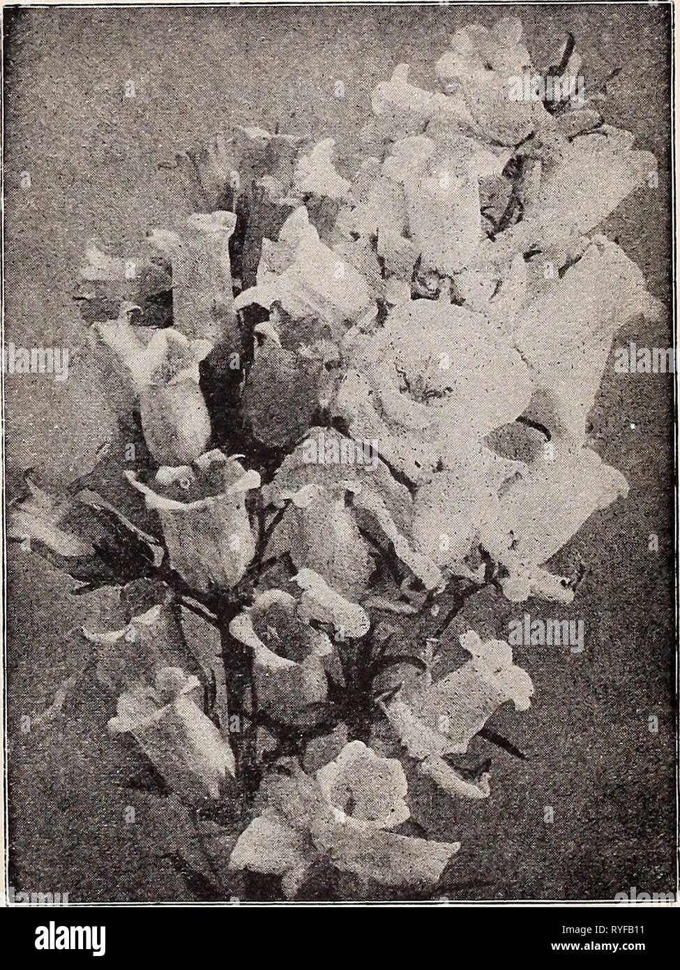 Dreer's wholesale price list for florists : special spring edition  dreerswholesalep1932henr 2 Year: 1932  Cimicifuga Simplex Campanula (Bell Flower) Per doz. Per 100 Calycanthema (Cup and Saucer). White, pink, blue or mixed colore. 4-inch pots $l 50 $10 00 Carpatica, Blue. 3-inch pots 1 75 12 00 ' White. 3-inch pots 1 75 12 00 GnrKanlon. 3-inch pots 2 50 18 00 Glome rata. 3-inch pots 1 75 12 00 Grandlg. 3-inch pots 1 75 12 00 ' Alba.. 3-inch pots 1 75 12 00 Lactiflora. 3-inch pots 1 7B 12 00 Latifolla Mncranthn. 3-inch pots 1 75 12 00 Muralis. 3-inch pots 2 50 18 00 Medium. (Canterbury Bells) Stock Photo