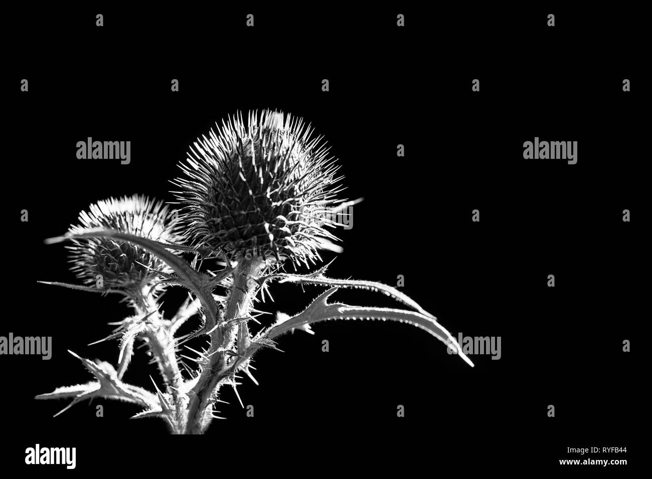 Flower buds of plumeless thistle on black background. Carduus. Artistic melancholy detail of spring plant silhouette. Spiny leaves. Fragile beauty. Stock Photo