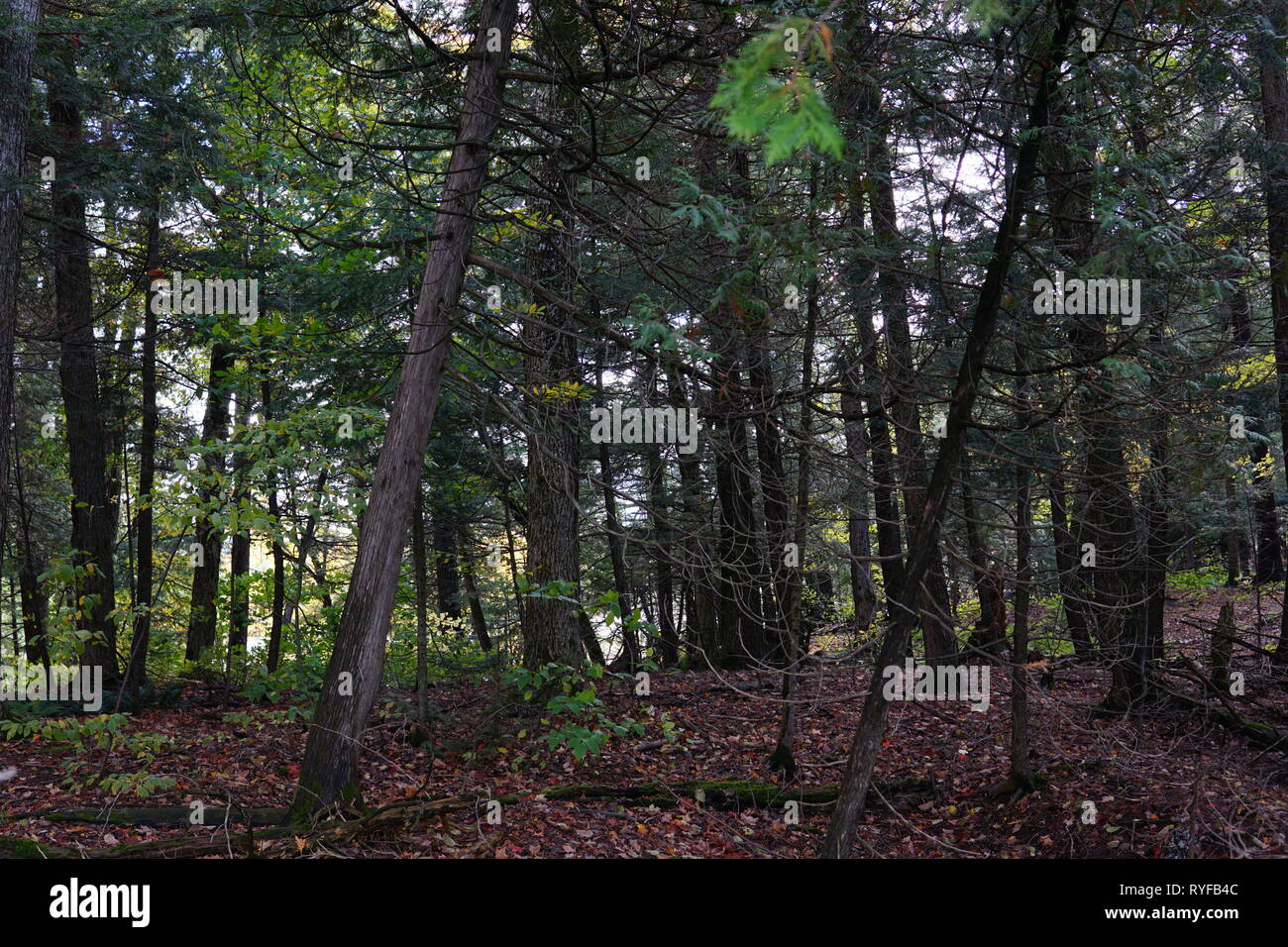 Fall Color in Muskoka Stock Photo